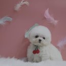 만남-행복한꿈 | 여의도강아지분양 반려견과의 행복한 만남을 꿈꾸며