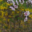 1885 | 도화는 흩날리고 : 안민영(安玟英 1816~1885)