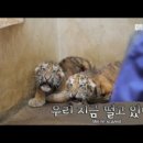 아기호랭이