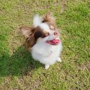 레스트펫 이미지