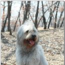 봉실이네 이미지