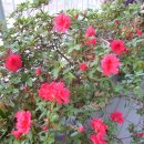 아젤리아 이미지