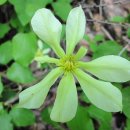 황포돗대 주변 이미지