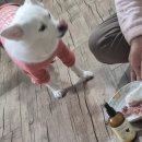 바이오큐 | 반려동물 액상 영양제 추천｜리브큐 바이오 비어헤페 펫 장건강 관리 후기