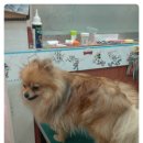 토비애견미용 이미지