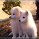 비금지킴이 이미지