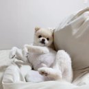 펫조이 이미지