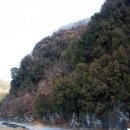 한국 천연기념물 1호는 대구 측백수림 이미지