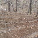 영심농장 이미지