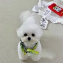 A. DOG(어독) 이미지