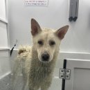 댕댕워시 이미지