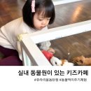 [동탄 쥬라리움] 실내 동물원이 있는 키즈카페