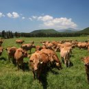 장내목장 이미지