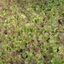 종성농장 이미지