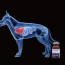 (주)바이오벳 이미지