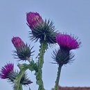 행복한 하루 이미지