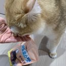 마포구 도화동 공덕동 서대문구 고양이호텔 에어묘앤비 - 철수 재방문