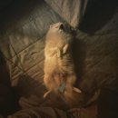 비바도기 이미지