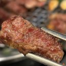 유로애견샵 이미지