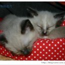 미오미오 고양이분양 티스토리