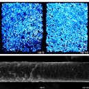 피엔케이 이미지