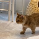 뚱보 고양이 | [봉천역 고양이 카페] 가정집에 사랑스러운 고양이들이 살고 있는 냥이주택 내돈내산 후기