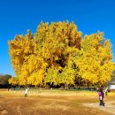 원주굽이길 18코스 반계리은행나무길 | [강원 원주] 원주 반계리 은행나무 단풍/ 반계리 은행나무 실시간 CCT/ 대중교통 및 주차팀