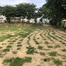 드린겐 애견테마파크 | 시흥애견운동장_ 드린겐 애견테마파크, 드린겐 애견훈련소