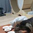 세명사료 이미지