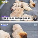 올랑 이미지