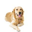 똑똑하개 이미지