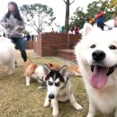 우리집 막둥이 이미지