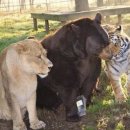 대조-004 이미지