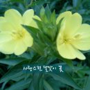 늘고운 이미지
