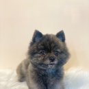 도그허니 이미지