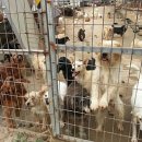 국내 최대 유기동물보호소 애린원, 폐쇄 위기 내몰려 이미지