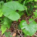 P-5316 | 곰취 재배법