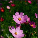 코스모스공원 이미지