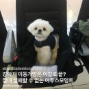 아투스 | 아투스모멍트 프루프루 후기 | 강아지 기내용 가방 | 강아지 이동가방 | 기내용 강아지가방추천
