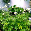 바람꽃뜰 이미지