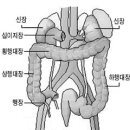 여름철 대장은 피곤하다 - 설사할때는 소금과 설탕 탄 따뜻한 물을 이미지