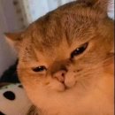 신화신가네매운떡볶이 이미지