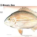 018 서대서양 참돔 Bream, Sea 이미지