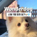 원더독 이미지