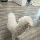 강아지오요요 | 합정 홍대 속눈썹펌 [오요샵] 귀요미 강아지가 있는 속눈썹펌 맛집 내돈내산 후기/네이버예약, 비포&amp;애프터