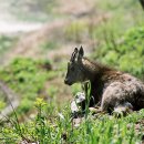 국립공원 가 볼 만한 곳 ● 65. 월악산 - 산양이 있는 풍경 이미지