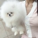 라페트 폼 이미지