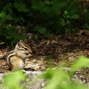 아기다람쥐 이미지