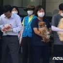 개랑, 마리 이미지