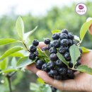 삼흥농장 이미지